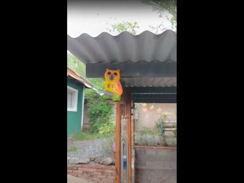 Video de Cabaas Ris
