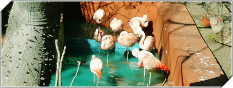 Avistajes de Aves en Villa Carlos Paz